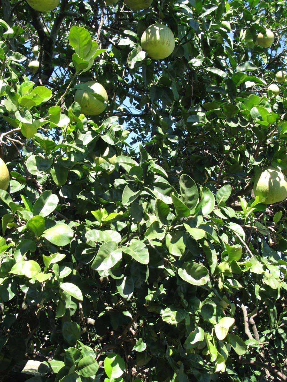            Sun leaves (Winter Haven, FL)   
